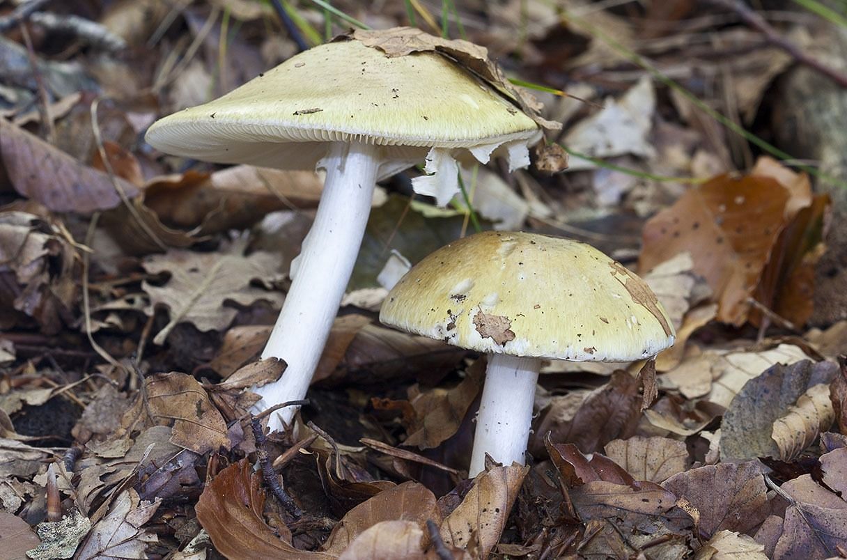 Death cap mushrooms (image via Getty Images)